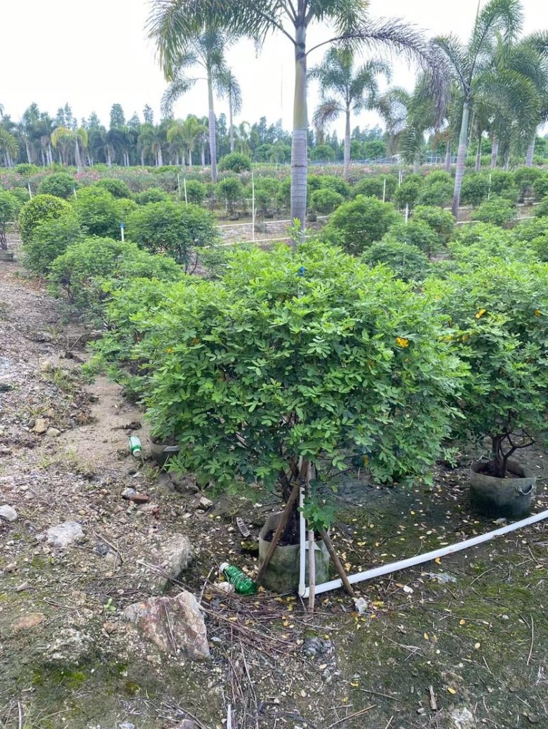 双夹槐各种规格基地大量现货供应，欢迎各位客户咨询