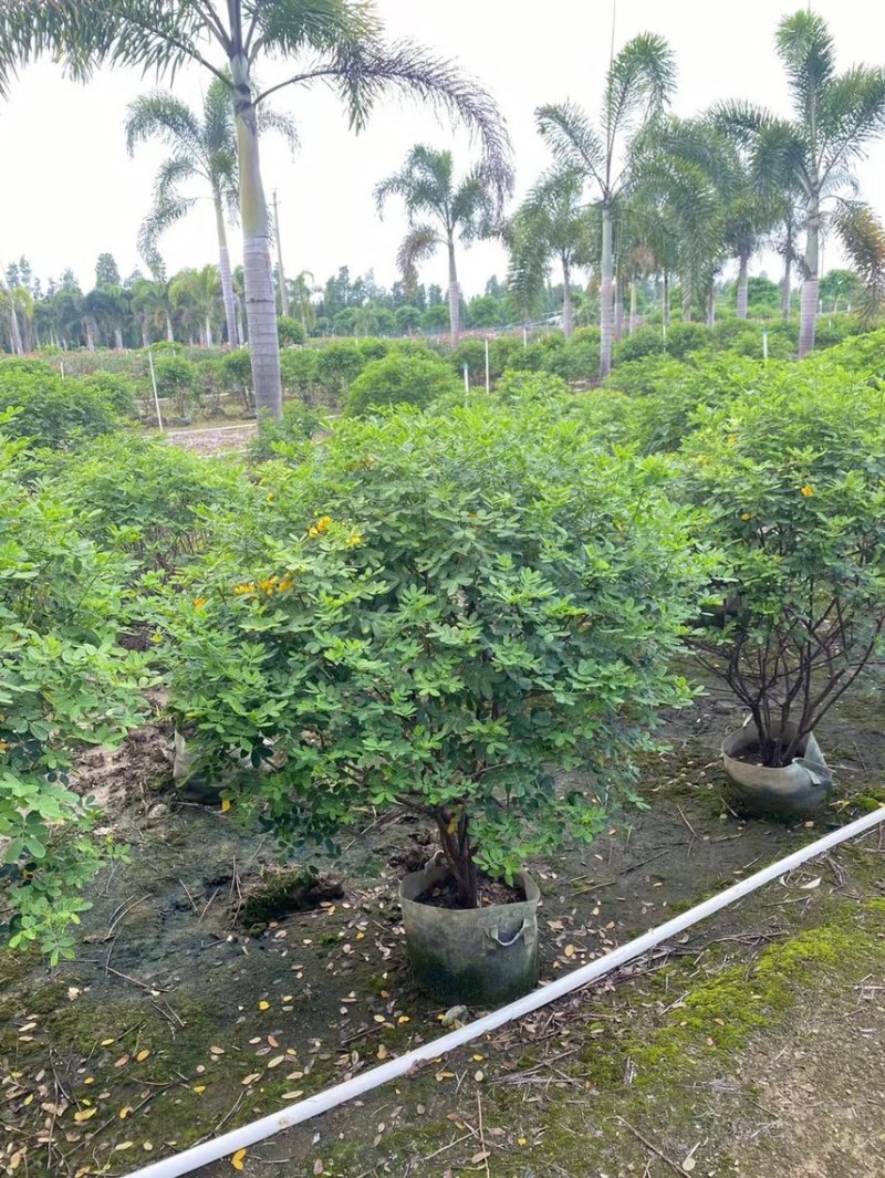 双夹槐各种规格基地大量现货供应，欢迎各位客户咨询
