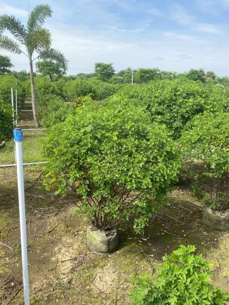 双夹槐各种规格基地大量现货供应，欢迎各位客户咨询