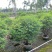 双夹槐各种规格基地大量现货供应，欢迎各位客户咨询