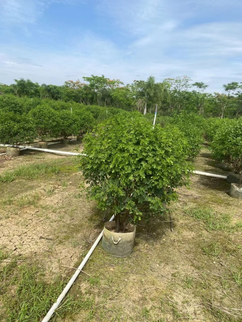 双夹槐各种规格基地大量现货供应，欢迎各位客户咨询