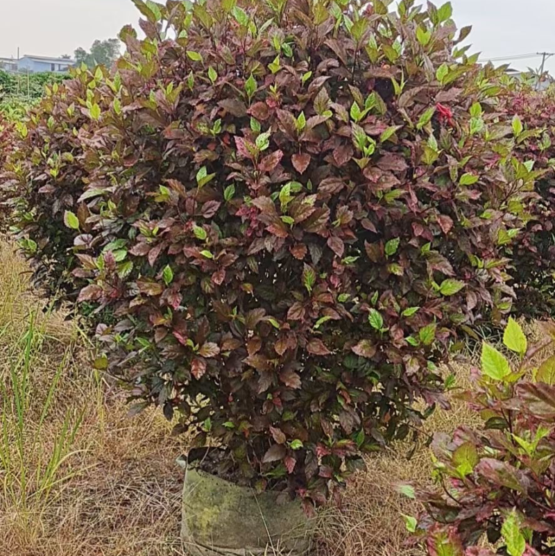 七彩大红花各种规格基地大量现货供应，欢迎各位客户咨询