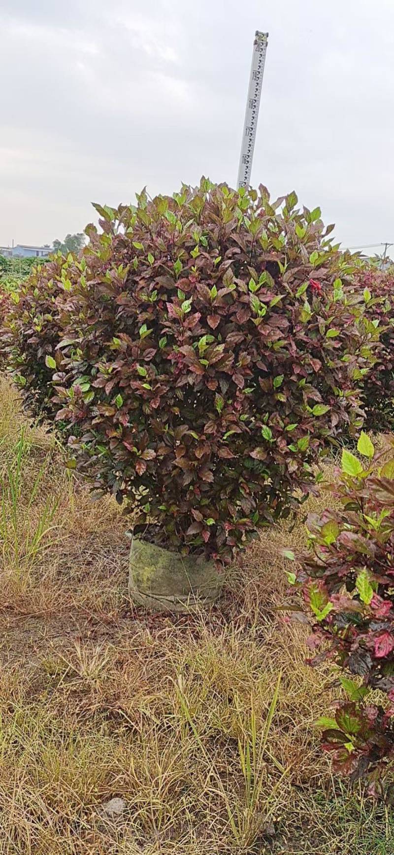 七彩大红花各种规格基地大量现货供应，欢迎各位客户咨询