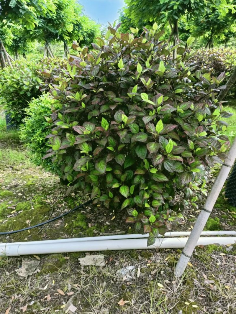 七彩大红花各种规格基地大量现货供应，欢迎各位客户咨询