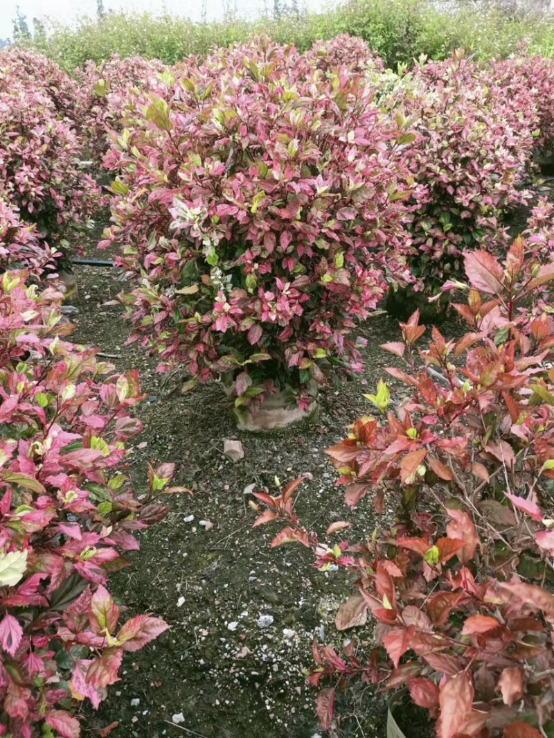 七彩大红花各种规格基地大量现货供应，欢迎各位客户咨询