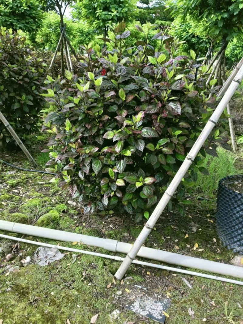 七彩大红花各种规格基地大量现货供应，欢迎各位客户咨询