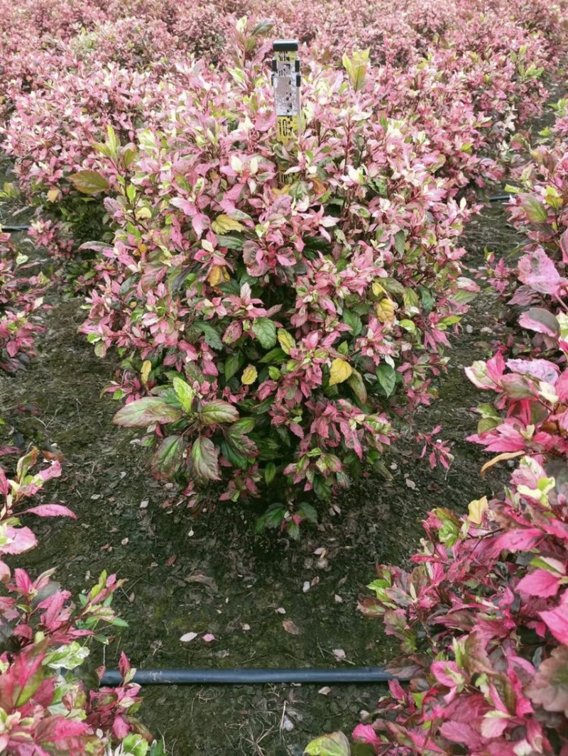 七彩大红花各种规格基地大量现货供应，欢迎各位客户咨询