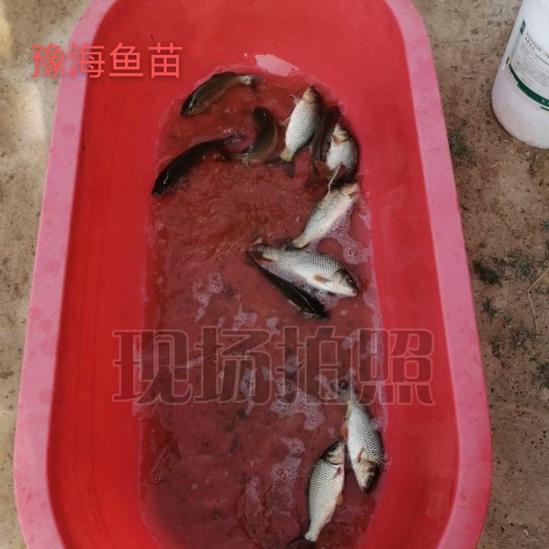 鲤鱼苗二两左右4000斤