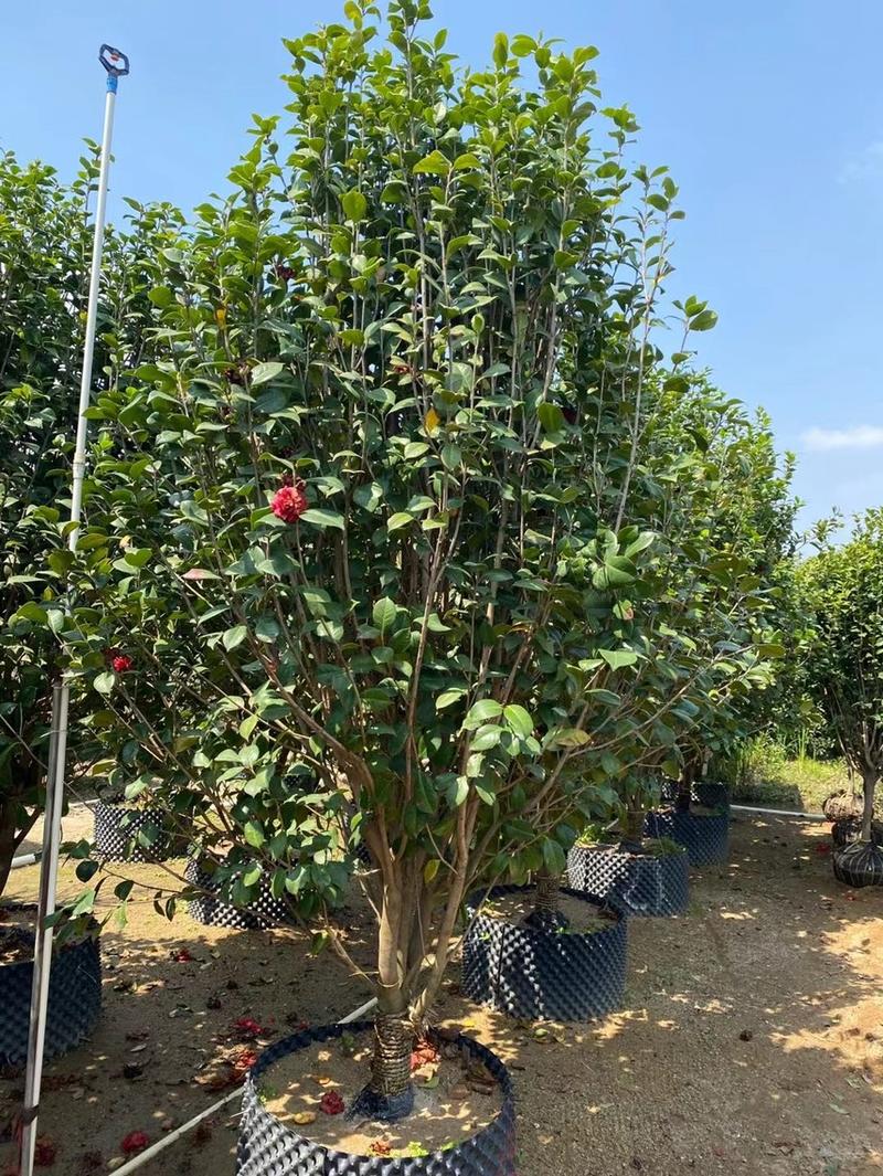 茶花各种规格基地大量现货供应，欢迎各位客户咨询