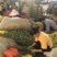 百色桂七芒果大量上市产地直销质量保证支持一件代发
