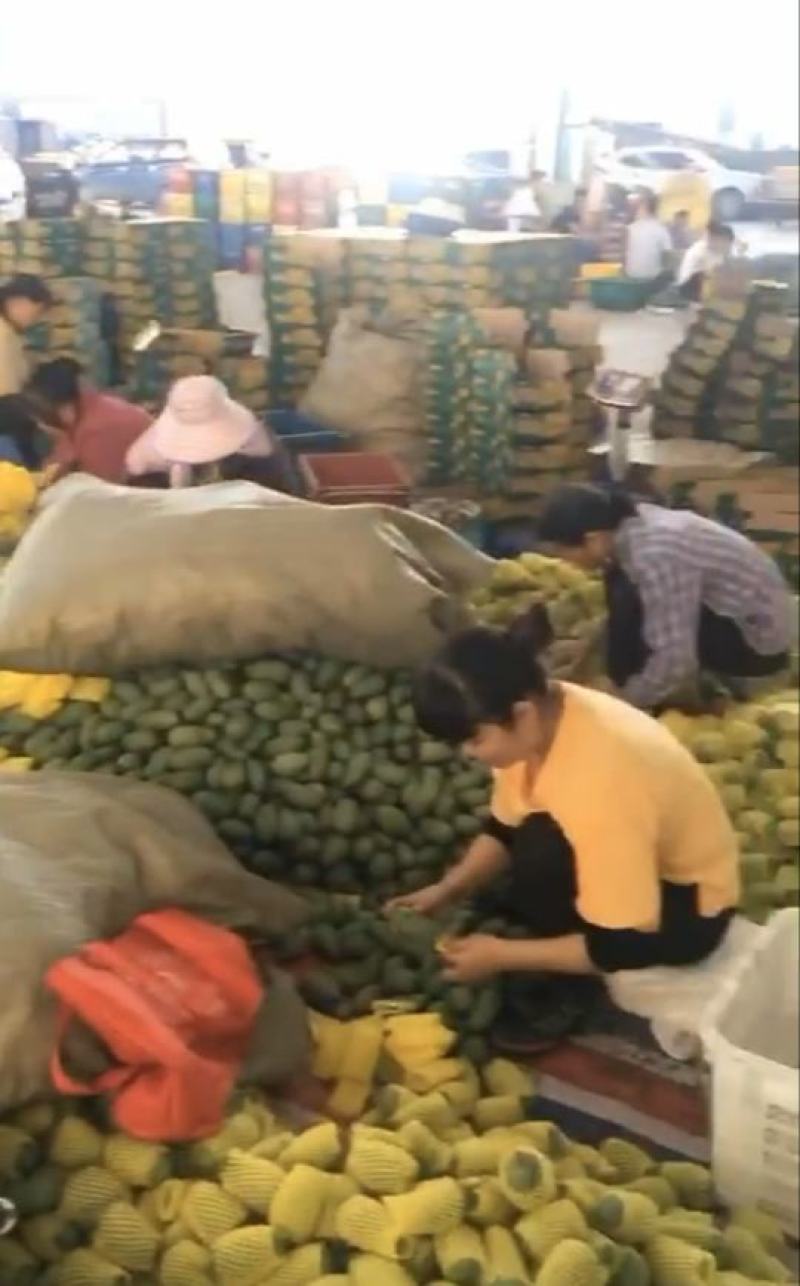 百色桂七芒果大量上市产地直销质量保证支持一件代发