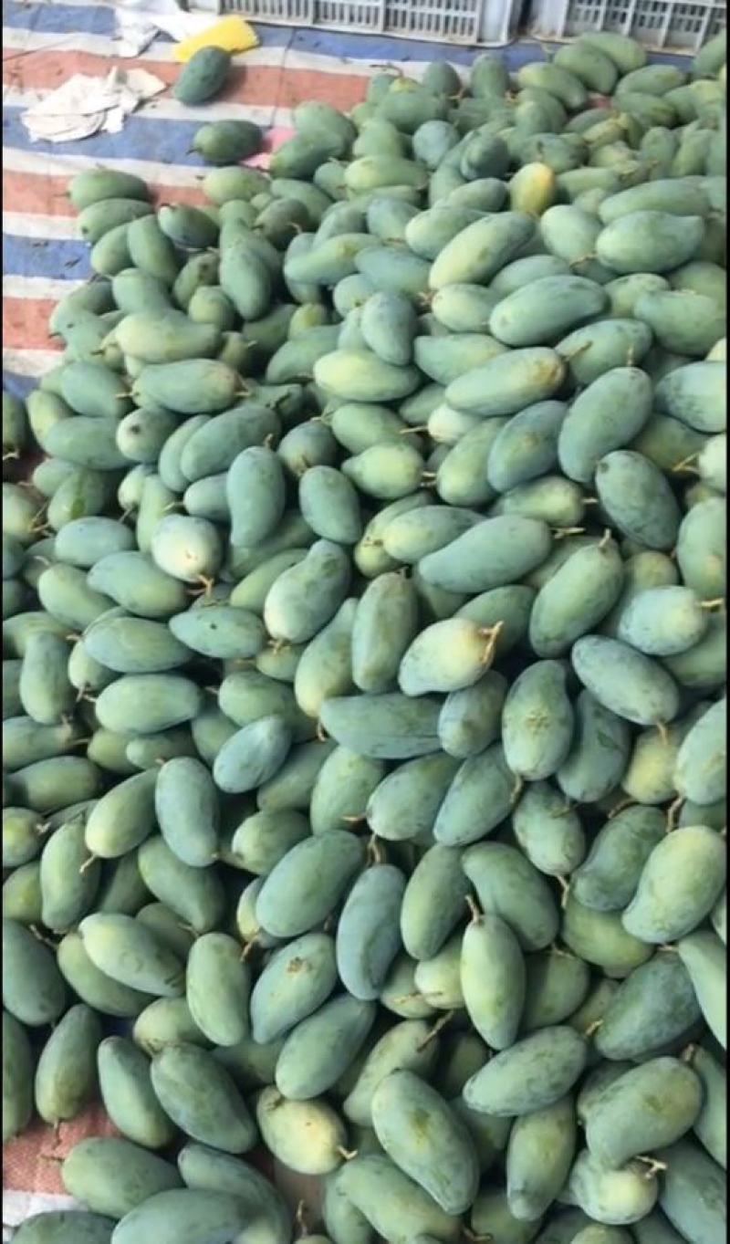 百色桂七芒果大量上市产地直销质量保证支持一件代发