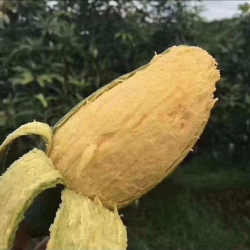 百色桂七芒果大量上市产地直销质量保证支持一件代发
