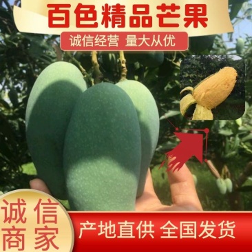 百色桂七芒果大量上市产地直销质量保证支持一件代发