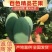 百色桂七芒果大量上市产地直销质量保证支持一件代发