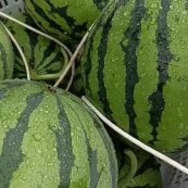 云南丘北美都大量现货，需要的老板联系