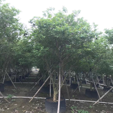 小叶紫薇细叶紫薇各种规格基地大量现货，欢迎各位客户咨询