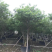 小叶紫薇细叶紫薇各种规格基地大量现货，欢迎各位客户咨询