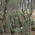 小叶紫薇细叶紫薇各种规格基地大量现货供应，欢迎各位客户