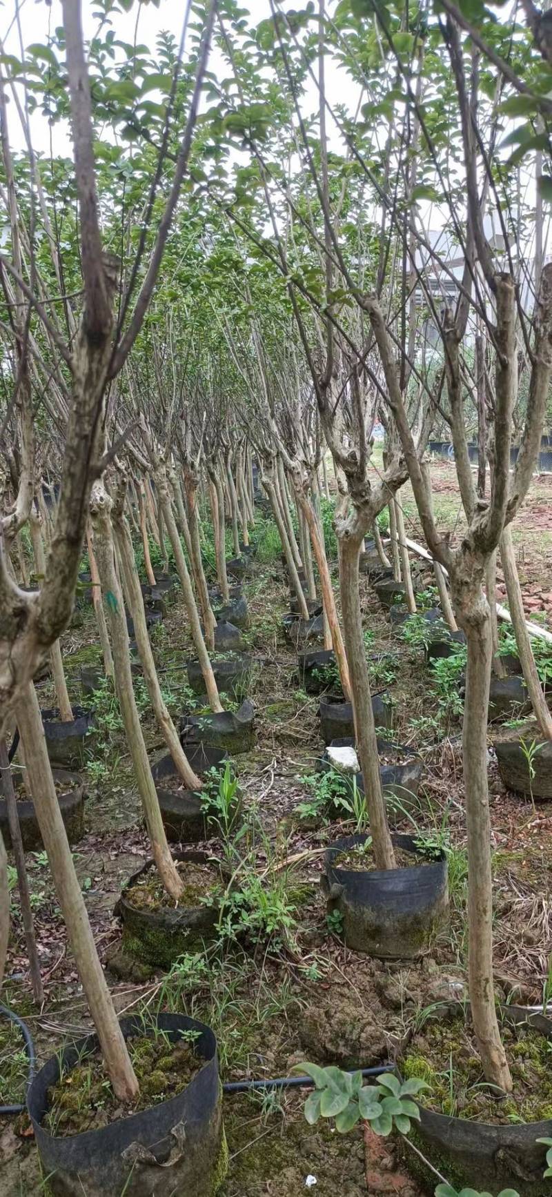 小叶紫薇细叶紫薇各种规格基地大量现货供应，欢迎各位客户