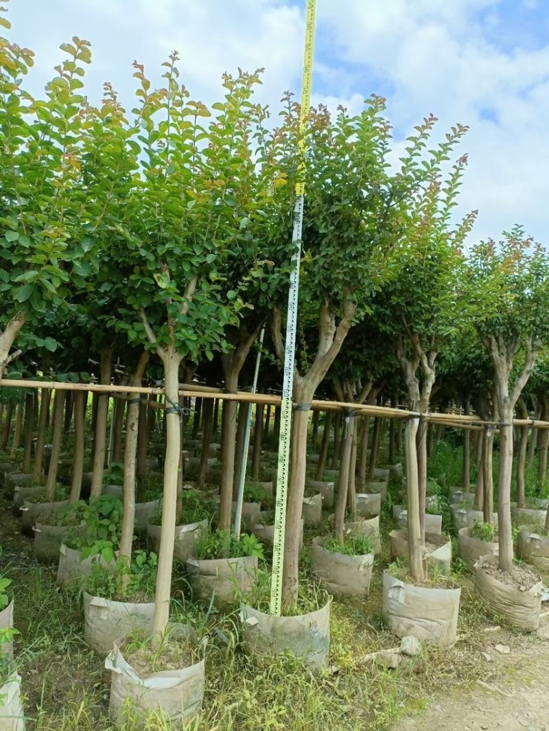 小叶紫薇细叶紫薇各种规格基地大量现货供应，欢迎各位客户