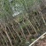 小叶紫薇细叶紫薇各种规格基地大量现货供应，欢迎各位客户
