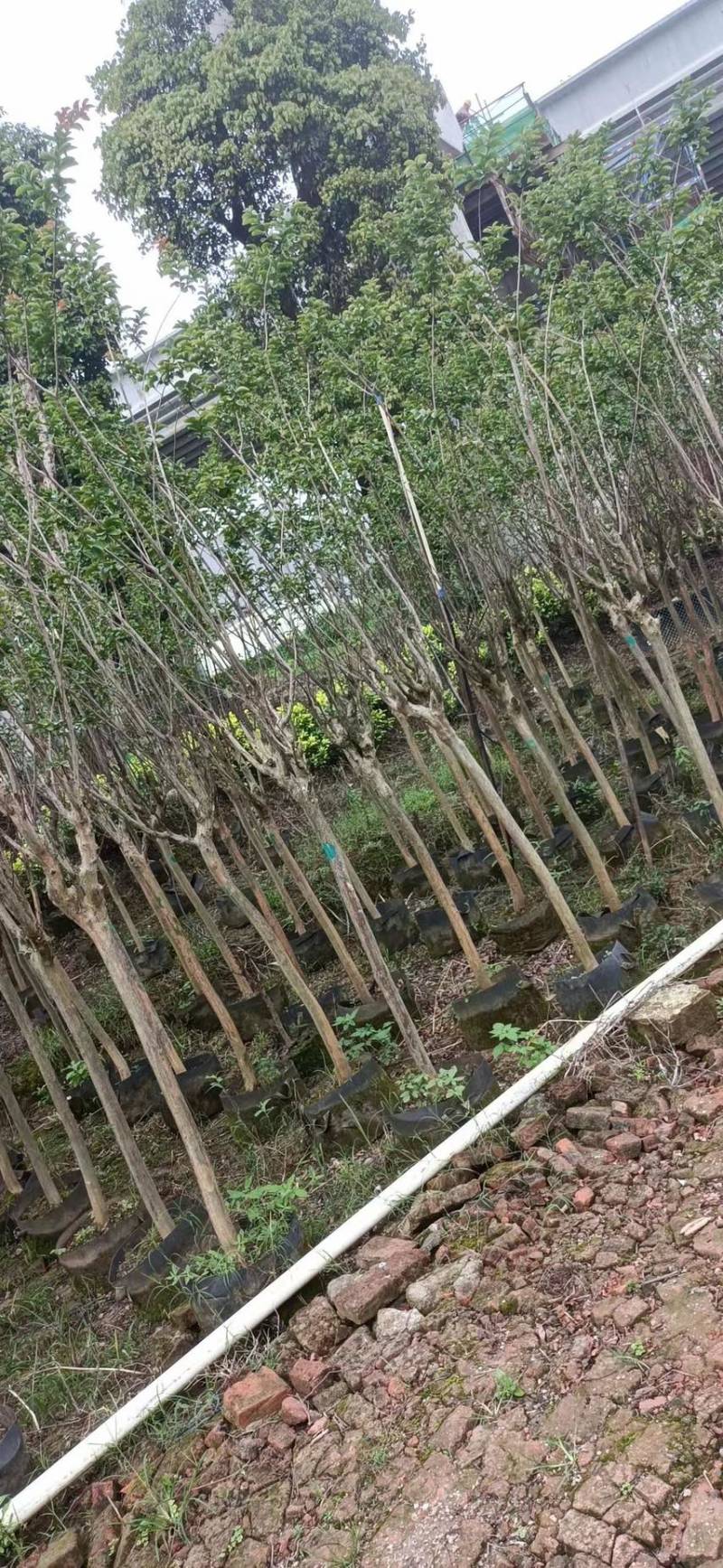 小叶紫薇细叶紫薇各种规格基地大量现货供应，欢迎各位客户