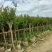 小叶紫薇细叶紫薇各种规格基地大量现货供应，欢迎各位客户