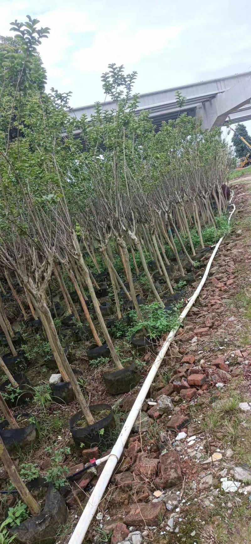 小叶紫薇细叶紫薇各种规格基地大量现货供应，欢迎各位客户