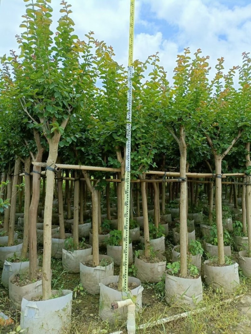 小叶紫薇细叶紫薇各种规格基地大量现货供应，欢迎各位客户