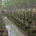 小叶紫薇细叶紫薇各种规格基地大量现货供应，欢迎各位客户
