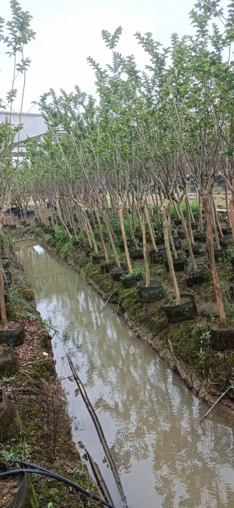 小叶紫薇细叶紫薇各种规格基地大量现货供应，欢迎各位客户