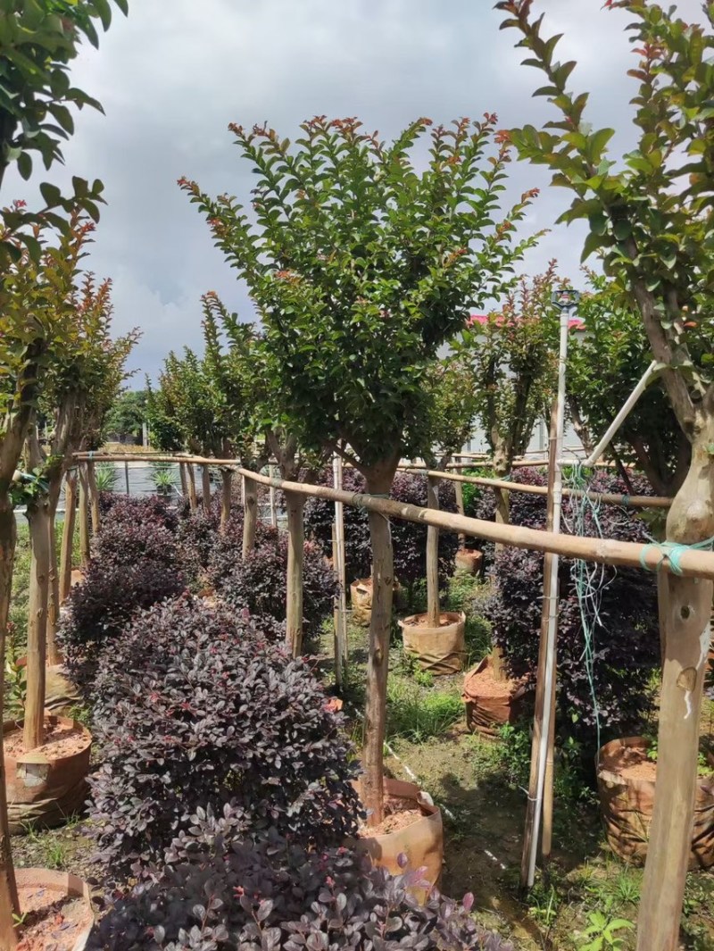 小叶紫薇细叶紫薇各种规格基地大量现货供应，欢迎各位客户