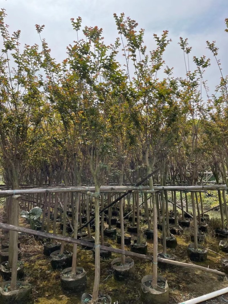 小叶紫薇细叶紫薇各种规格基地大量现货供应，欢迎各位客户