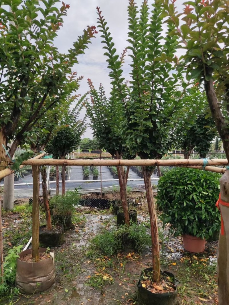 小叶紫薇细叶紫薇各种规格基地大量现货供应，欢迎各位客户