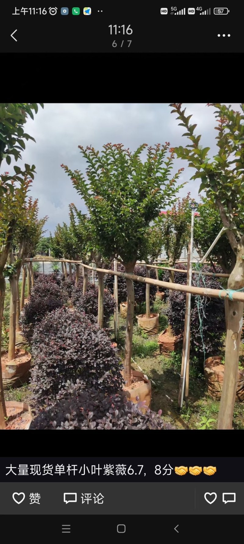 小叶紫薇细叶紫薇各种规格基地大量现货供应，欢迎各位客户