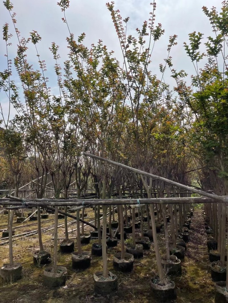 小叶紫薇细叶紫薇各种规格基地大量现货供应，欢迎各位客户