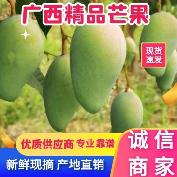 广西百色桂七大量现货,对接各类电商平台,桂七芒4两以上