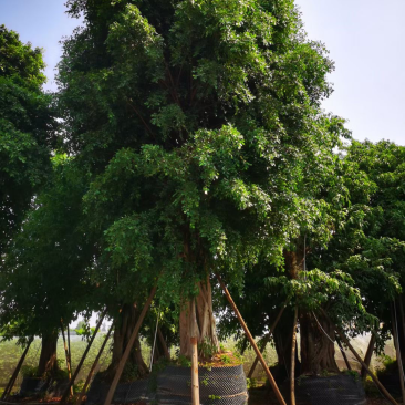 细叶榕小叶榕各种规格基地现货供应，欢迎各位客户咨询