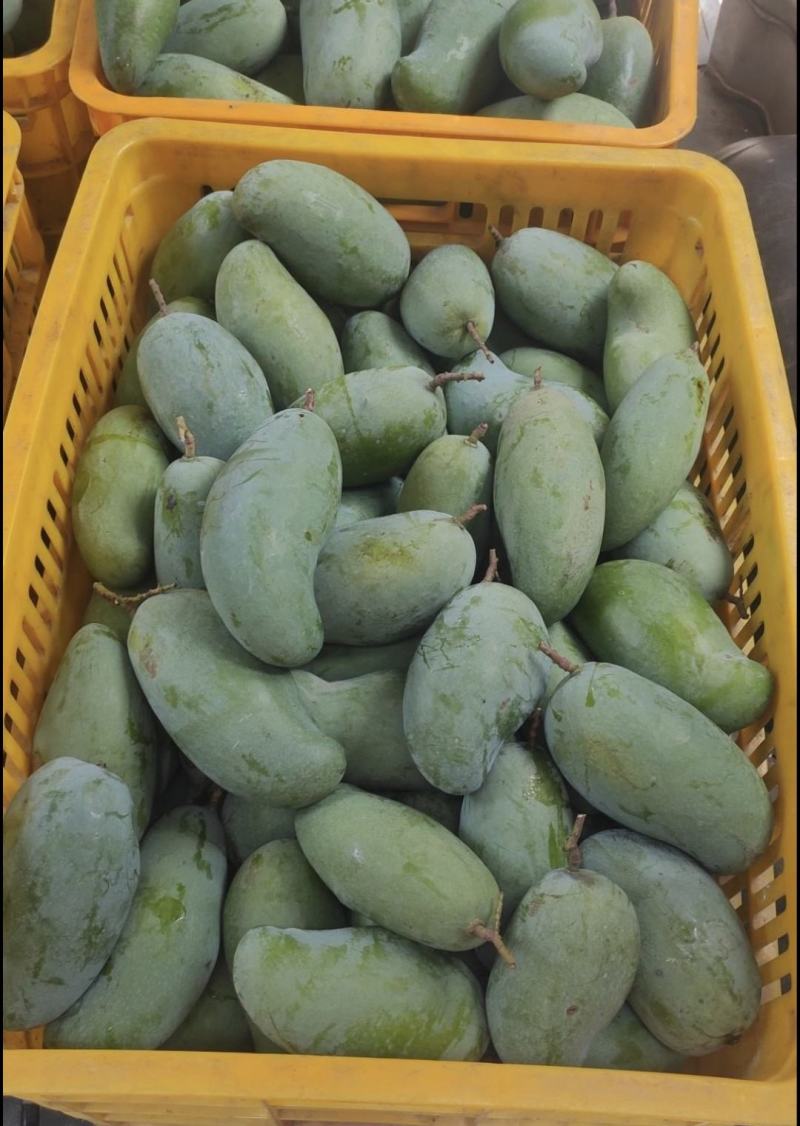 广西百色桂七大量现货，对接各类电商平台，桂七芒4两以上