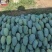 广西百色桂七大量现货,对接各类电商平台,桂七芒4两以上