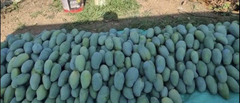 广西百色桂七大量现货，对接各类电商平台，桂七芒4两以上