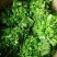树仔菜天绿香海南五指山野菜