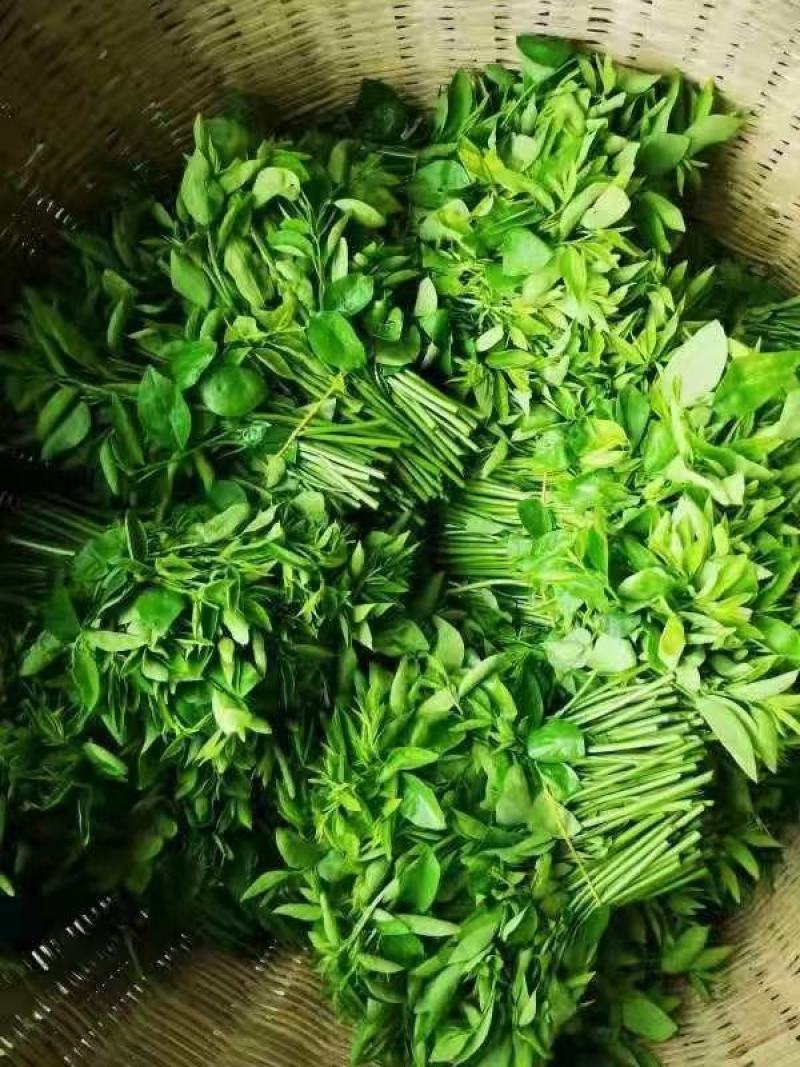 树仔菜天绿香海南五指山野菜