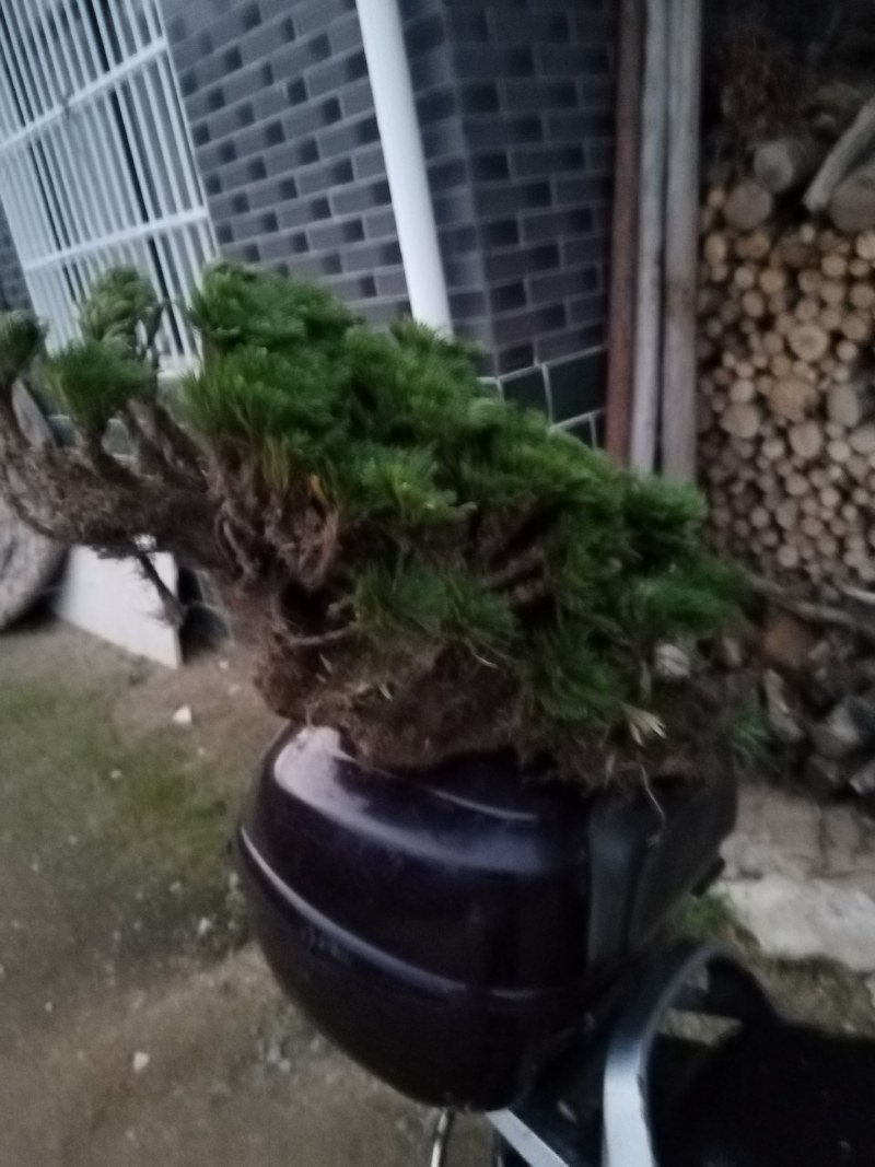卷柏又名九死还魂草一年四季长青它是盆景之上品