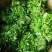 树仔菜天绿香海南五指山野菜
