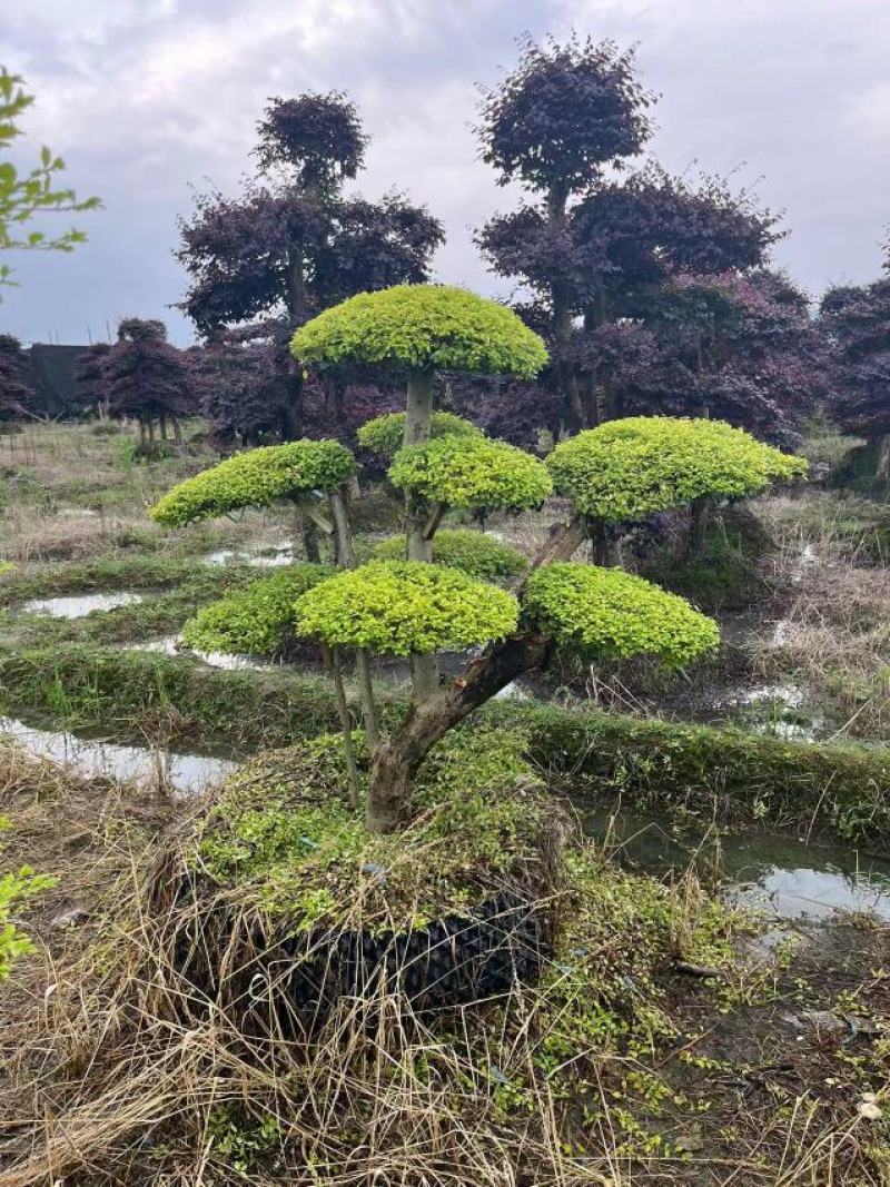 亮晶女贞云片造型树原生小叶女贞老桩嫁接2年以上云片