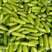 【实力商家】绿皮西葫芦精品江苏西葫芦大量上市质量保证