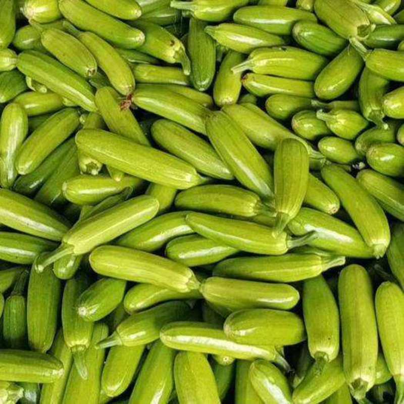 【实力商家】绿皮西葫芦精品江苏西葫芦大量上市质量保证