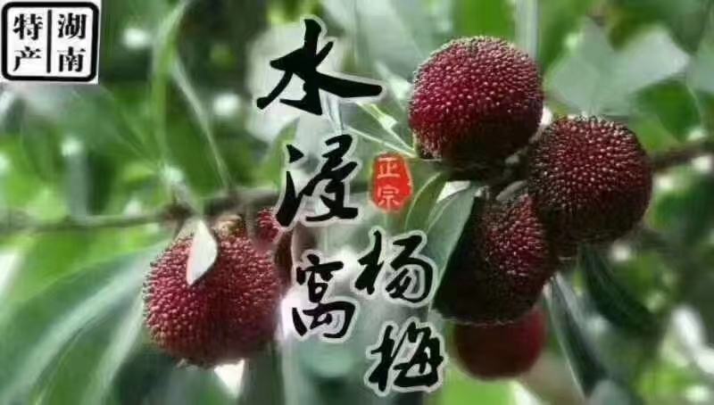 乌梅东魁